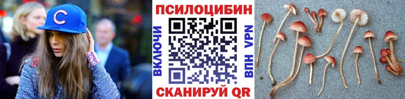 купить наркотик  Дальнегорск  Псилоцибиновые грибы мицелий 